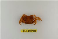 藏品(銹色澤蟹)的圖片